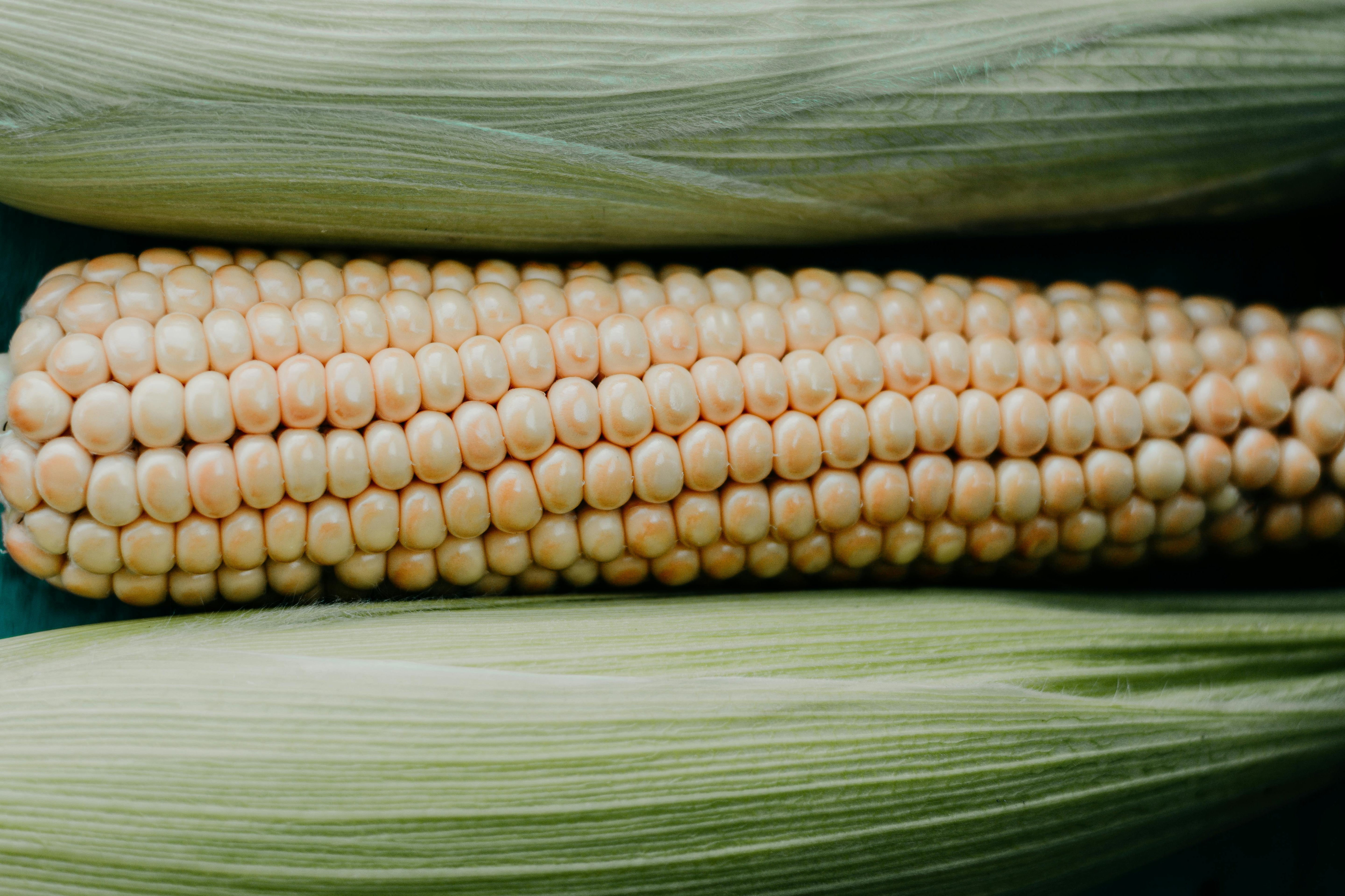 Le Bioveg : notre solution pour un avenir plus éco-responsable